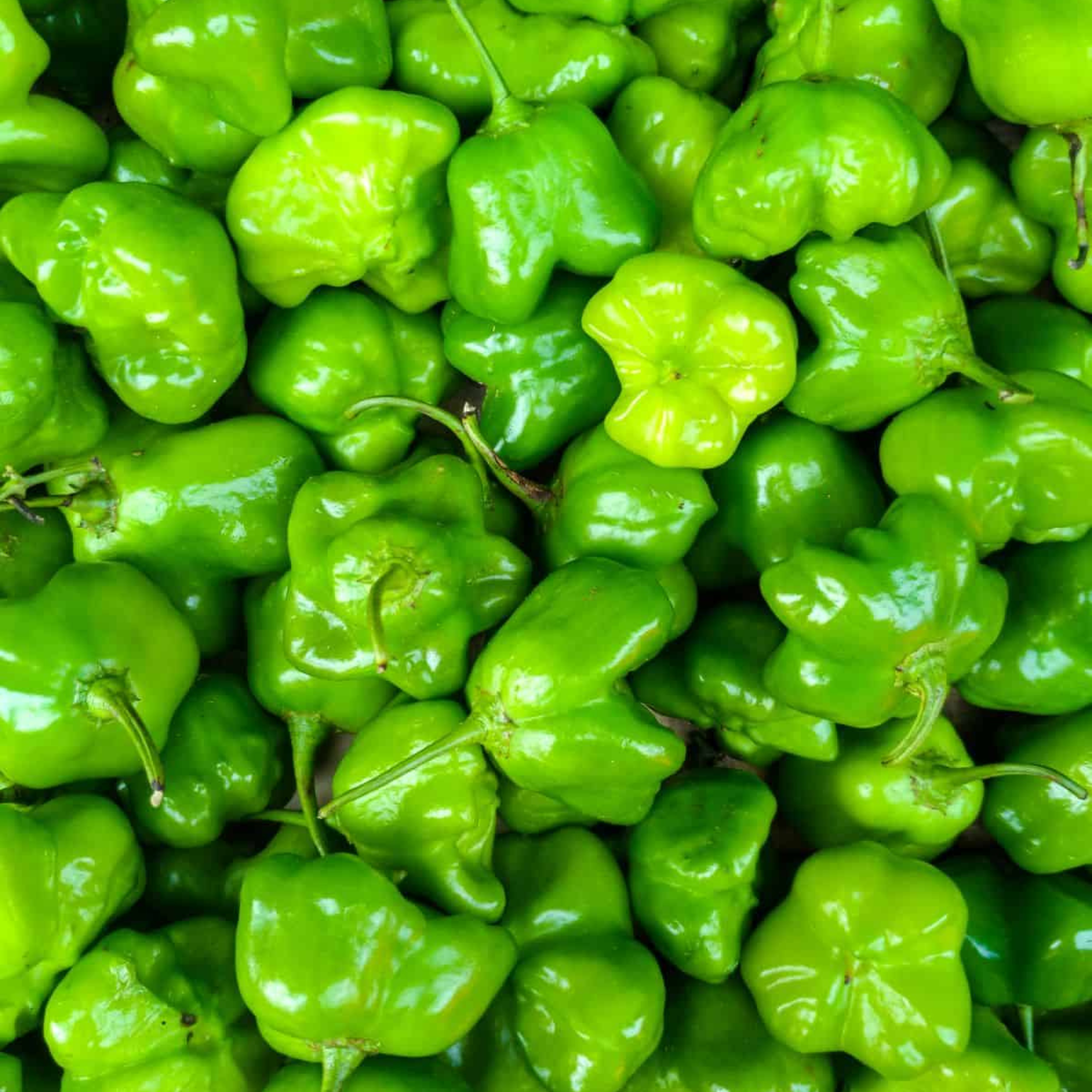 21 Green Habaneros - Image 1